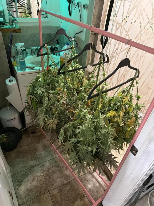 Pheno Hunt 4/1/26. Week 12