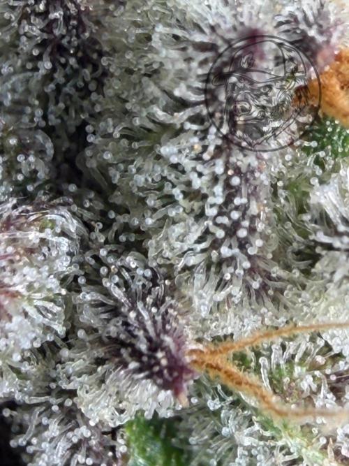 Pheno Hunt 4/1/26. Week 12