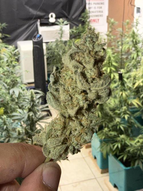 Pheno Hunt 4/1/26. Week 12