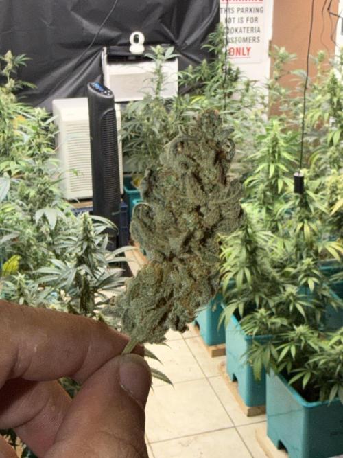 Pheno Hunt 4/1/26. Week 12
