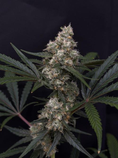 Pheno Hunt 4/1/26. Week 12 - CLONE of my icing kush #3! Week 5ish of flower these finish in 6-7 weeks! 