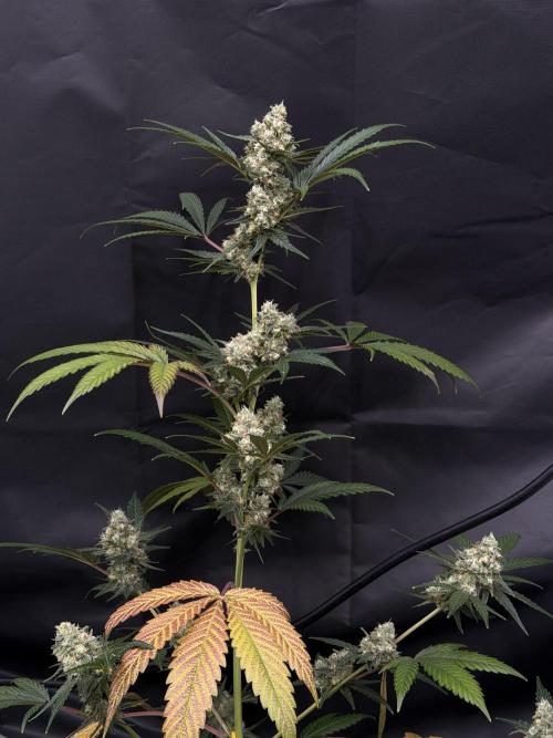 Pheno Hunt 4/1/26. Week 12 - CLONE of my icing kush #3!
Prime structure for indoor sog