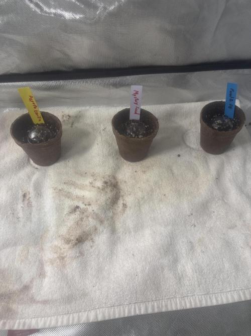 God Speed Exotics (2). Week 0