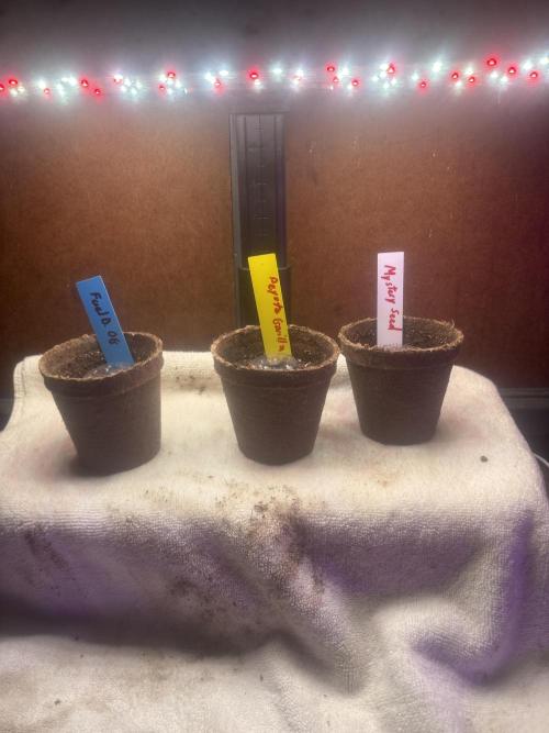 God Speed Exotics (2). Week 0