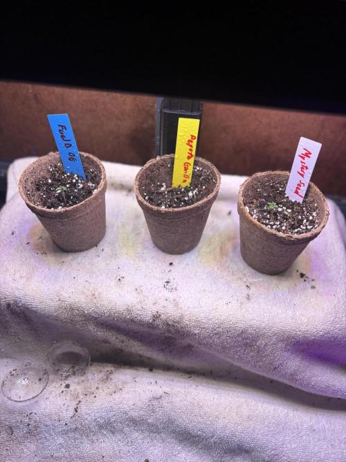 God Speed Exotics (2). Week 1