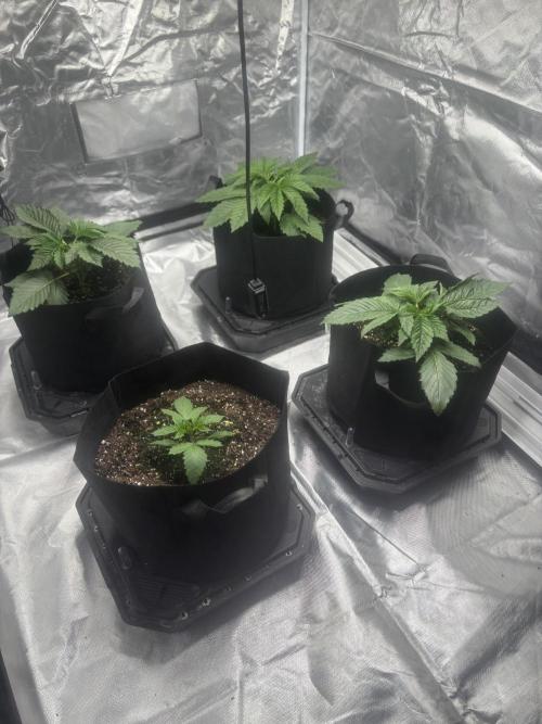 Mix Pack. Week 3