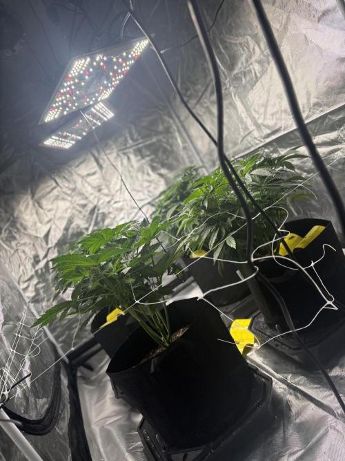 Mix Pack. Week 7
