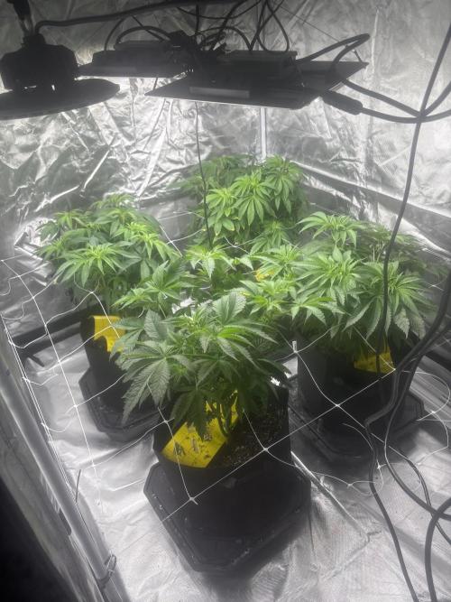 Mix Pack. Week 7