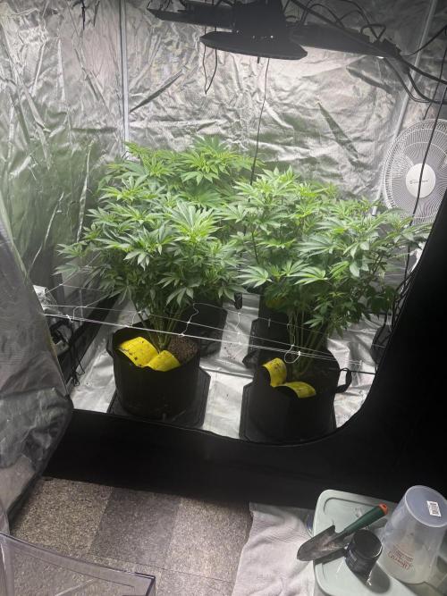 Mix Pack. Week 10