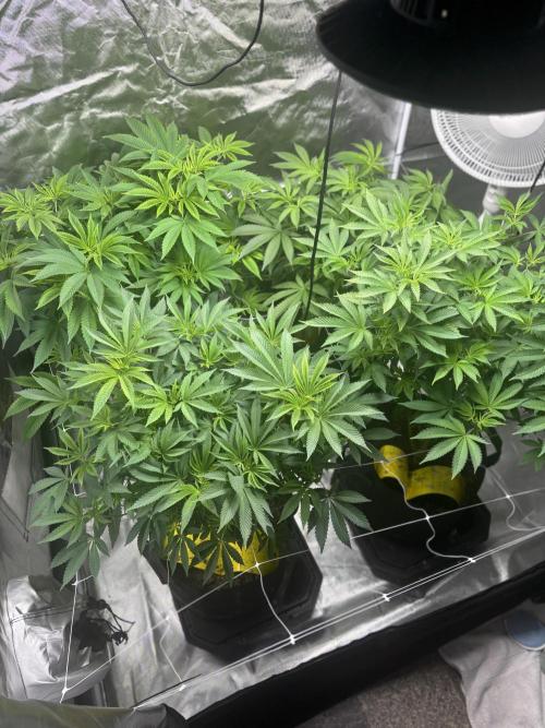 Mix Pack. Week 10