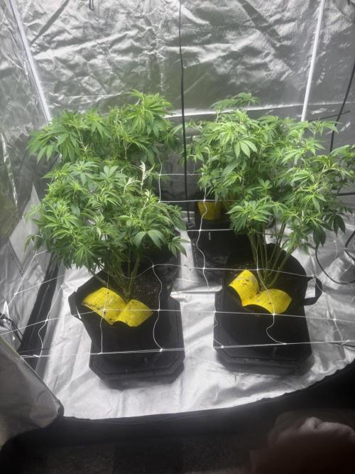 Mix Pack. Week 9