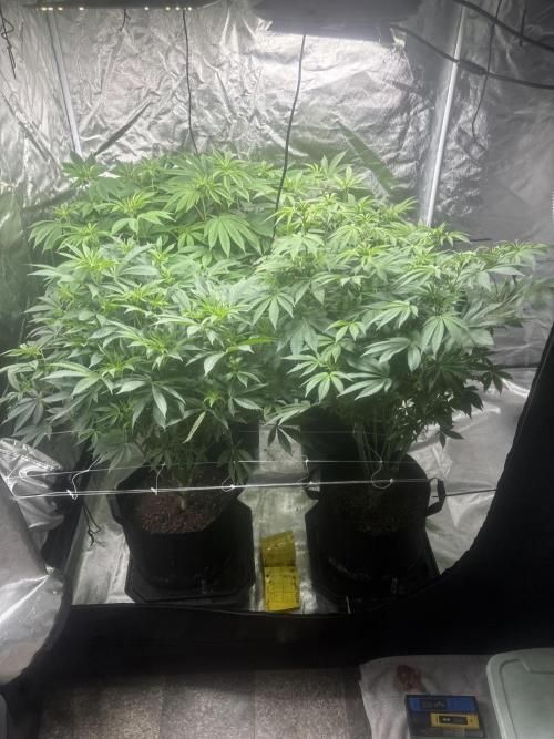 Mix Pack. Week 11