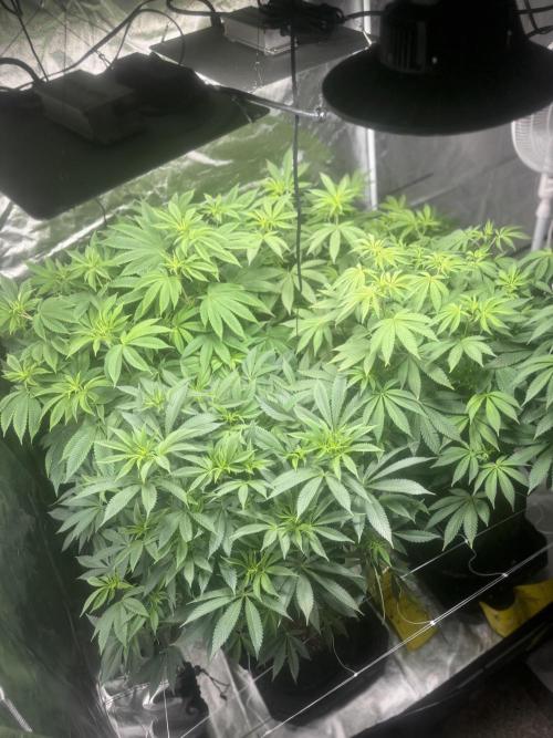 Mix Pack. Week 11
