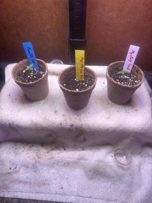 God Speed Exotics (2). Week 2
