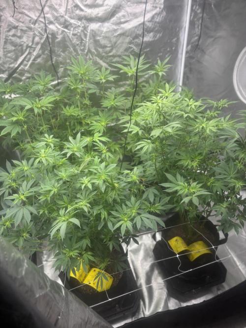 Mix Pack. Week 12