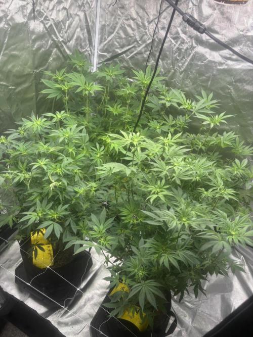 Mix Pack. Week 12