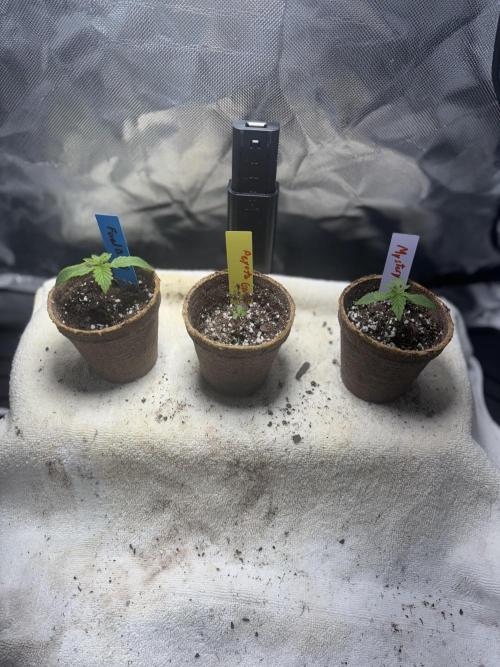 God Speed Exotics (2). Week 3