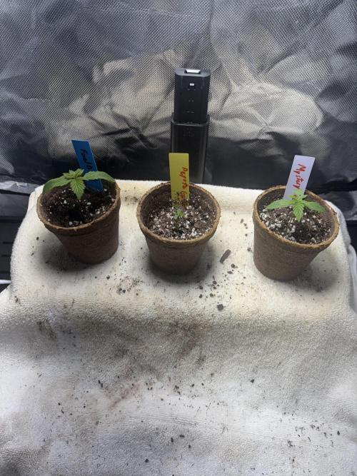 God Speed Exotics (2). Week 3