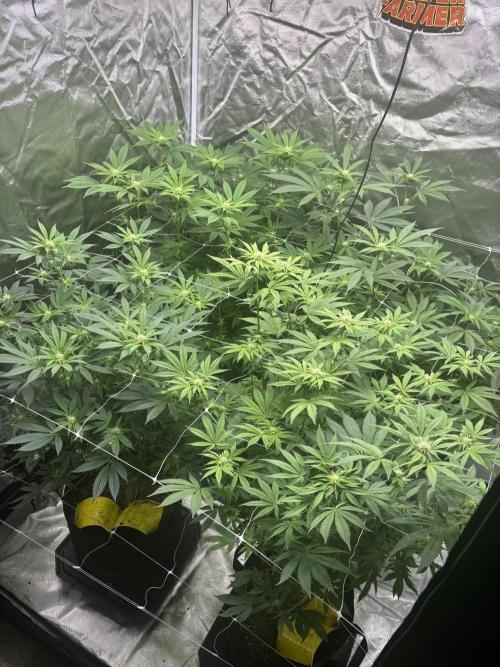 Mix Pack. Week 13