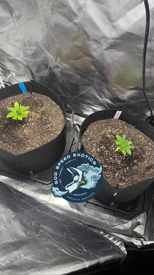 God Speed Exotics (2). Week 4