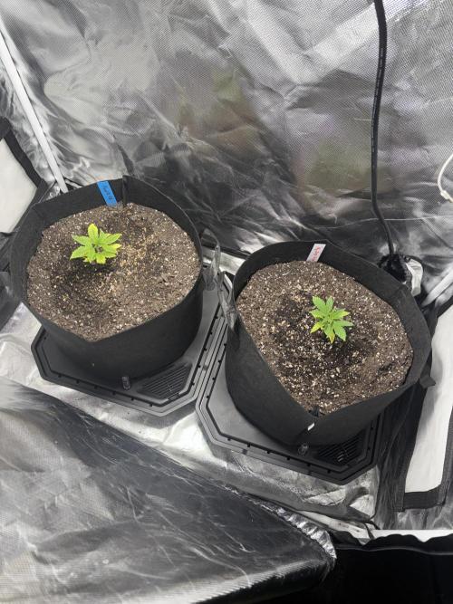 God Speed Exotics (2). Week 4