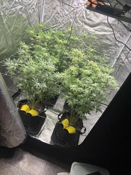 Mix Pack. Week 14