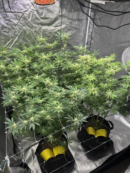 Mix Pack. Week 14
