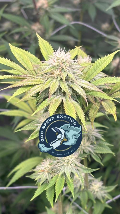 Mix Pack. Week 15