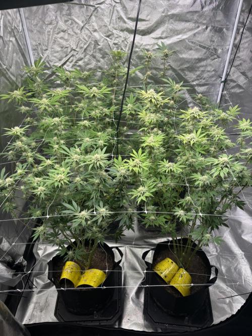 Mix Pack. Week 15