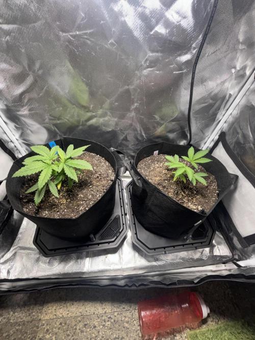 God Speed Exotics (2). Week 5