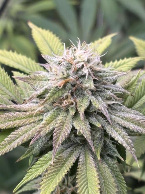 Mix Pack. Week 16