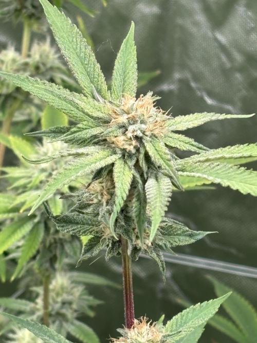 Mix Pack. Week 16
