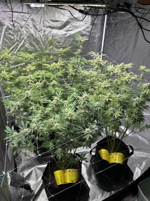 Mix Pack. Week 16