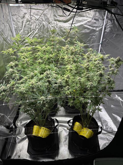 Mix Pack. Week 16