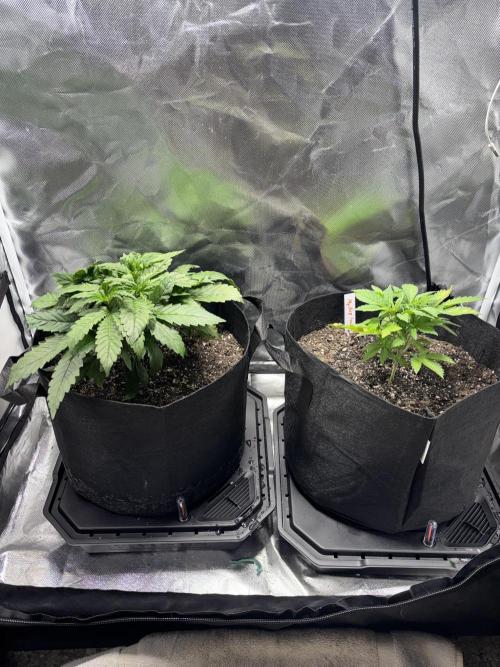 God Speed Exotics (2). Week 6