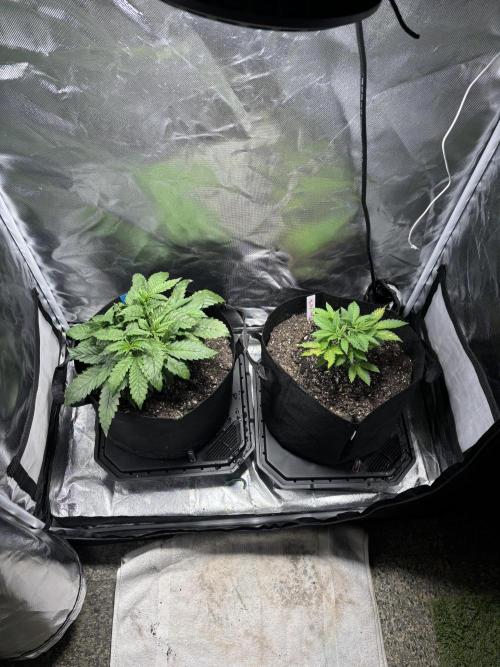 God Speed Exotics (2). Week 6