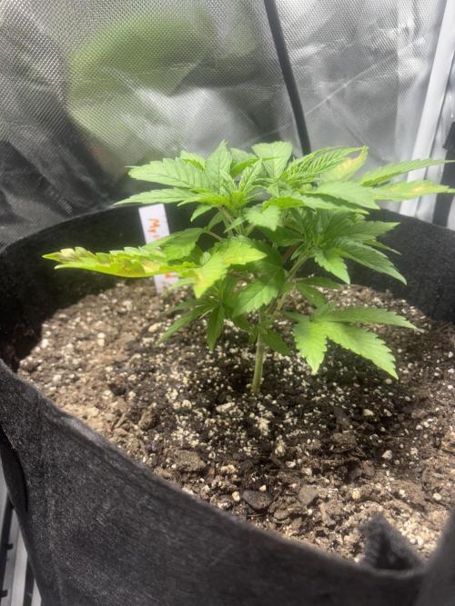 God Speed Exotics (2). Week 6 - Fast Buds