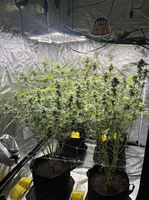 Mix Pack. Week 17