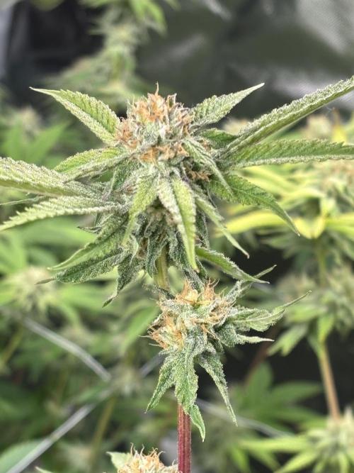 Mix Pack. Week 17 - Papaya Sherbert