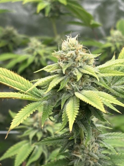 Mix Pack. Week 17 - Lemon Mandarin
