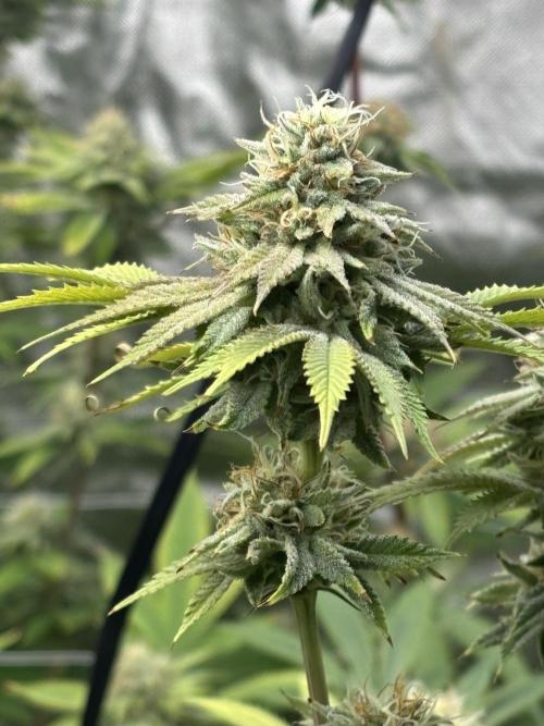 Mix Pack. Week 17 - Gorilla Melon