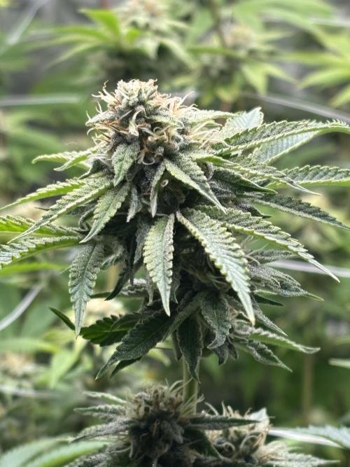 Mix Pack. Week 17 - Rainbow Melon