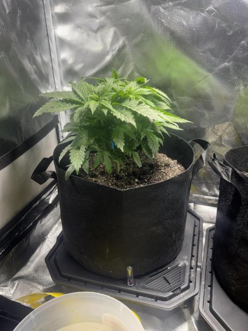 God Speed Exotics (2). Week 7 - Fuel D OG before defoliation 