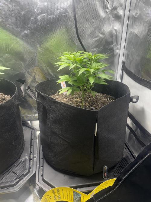God Speed Exotics (2). Week 7 - Fast Bud Seed Before Defoliation 