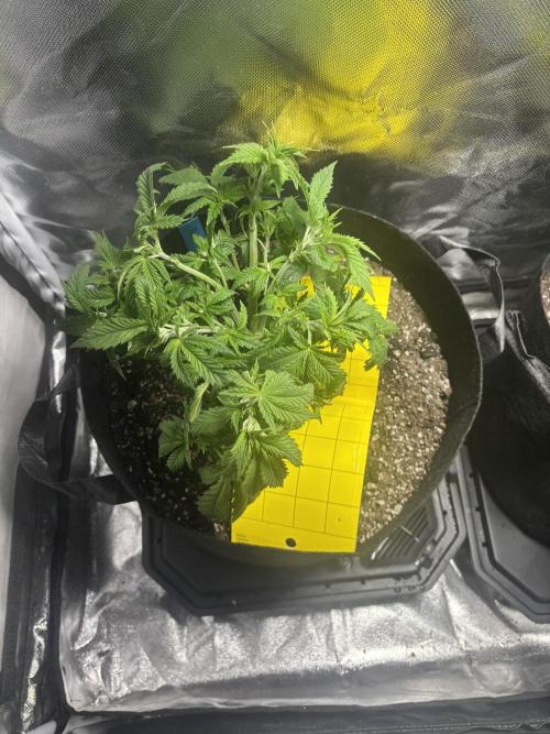 God Speed Exotics (2). Week 7 - Fuel D OG