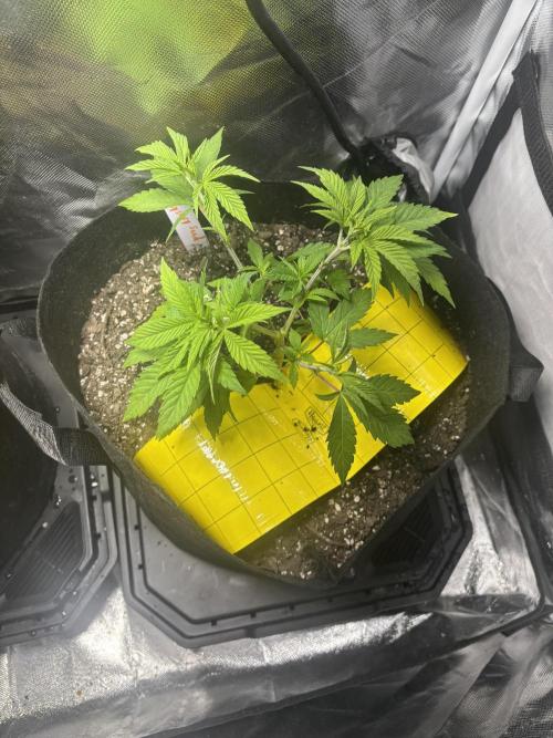 God Speed Exotics (2). Week 7 - Fast Bud Seeds