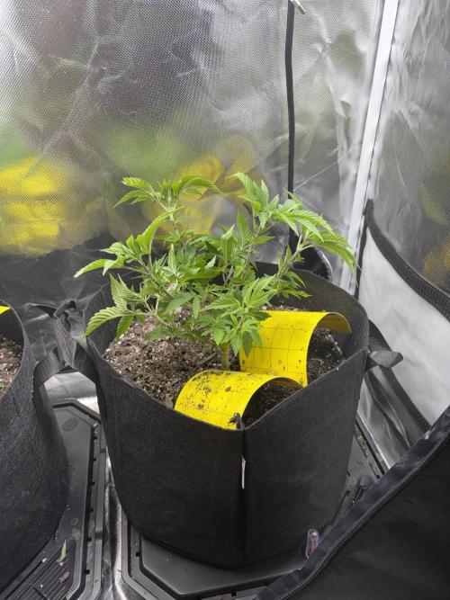 God Speed Exotics (2). Week 8