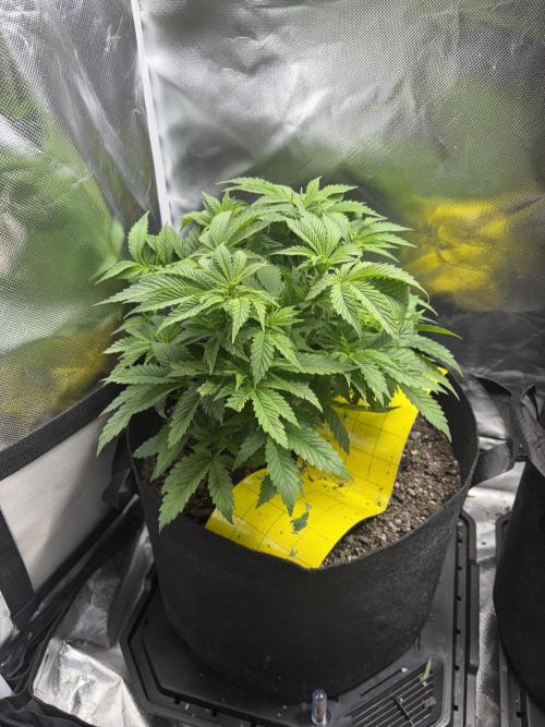 God Speed Exotics (2). Week 8