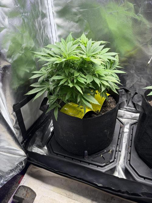 God Speed Exotics (2). Week 9