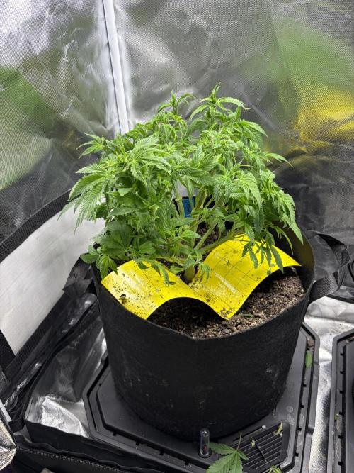 God Speed Exotics (2). Week 9